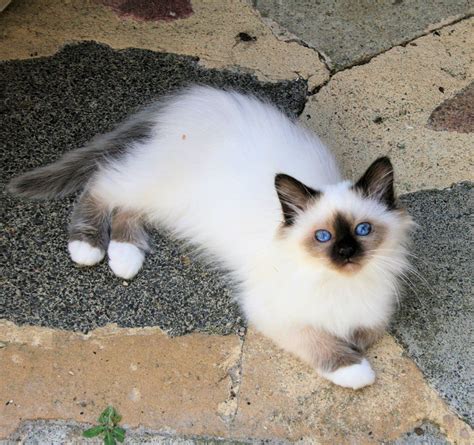 Kitten with lots of furr chilling on the ground